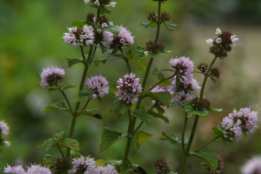 Mentha aquaticaWatermunt bestellen